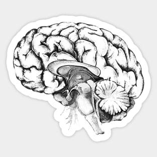 Brain human anatomy Sticker